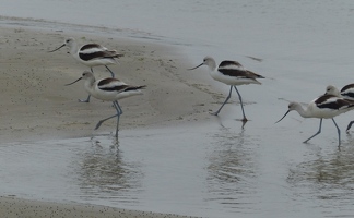 American Avocets